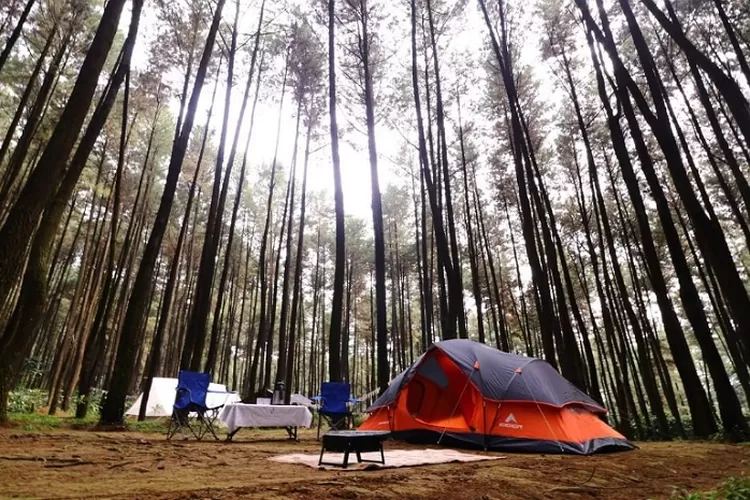 Hutan Pinus Gunung Pancar yang Menenangkan