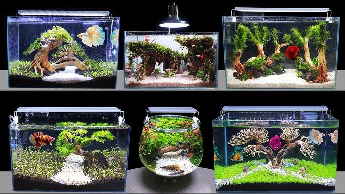 Aquascape Mini Cara Mudah Membuat dan Merawatnya di Rumah