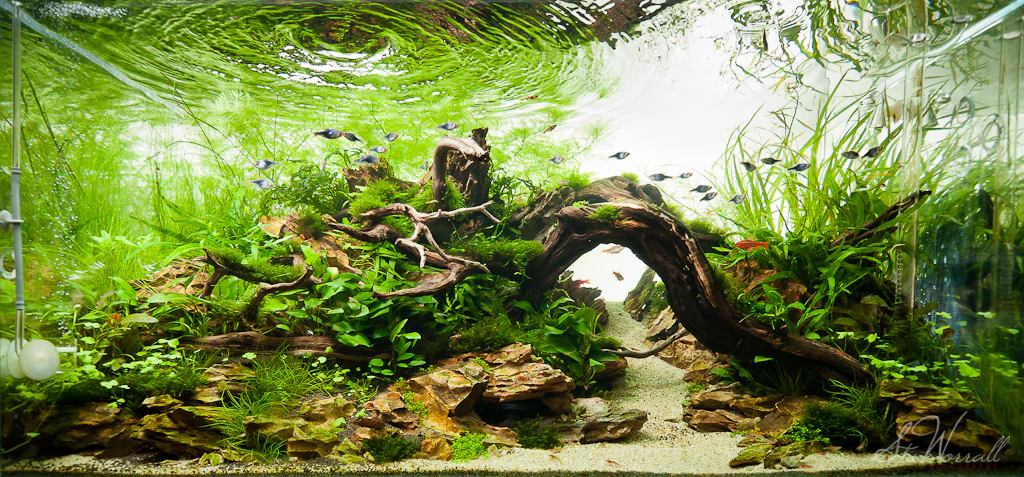 Aquascape Natural (Nature Style)