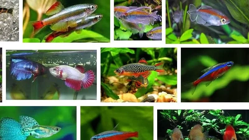 Ikan Kecil yang Cocok untuk Aquascape Mini