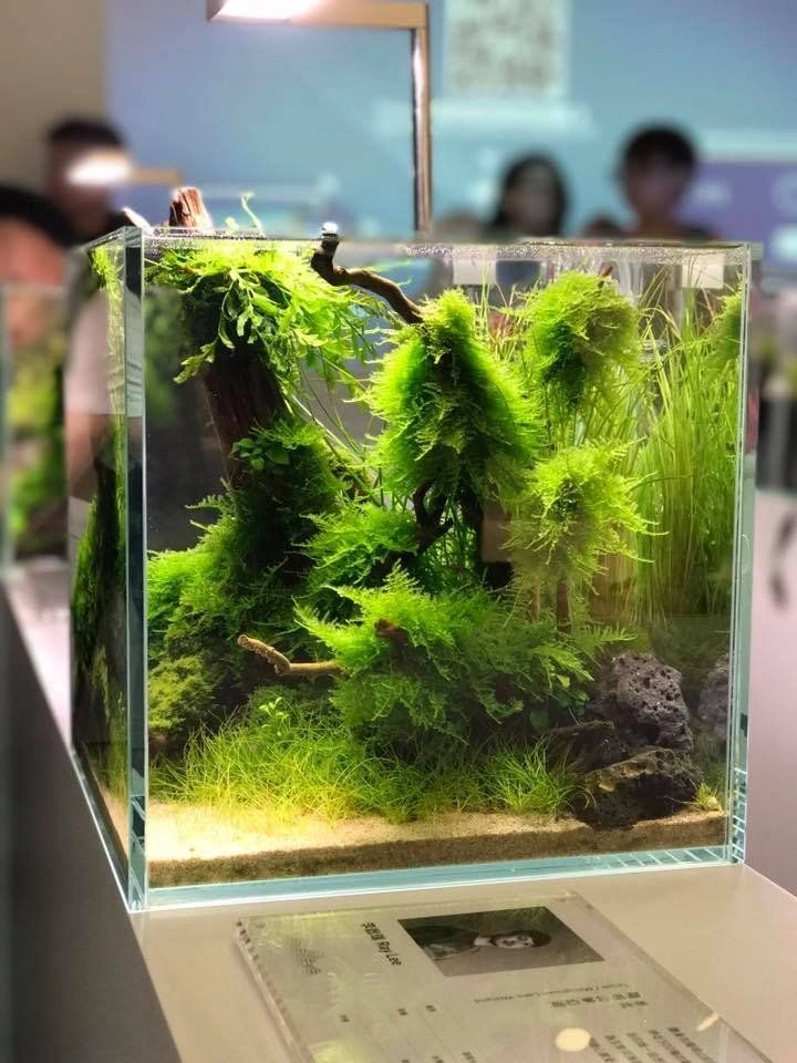 Nano Aquascape dengan Moss dan Kayu